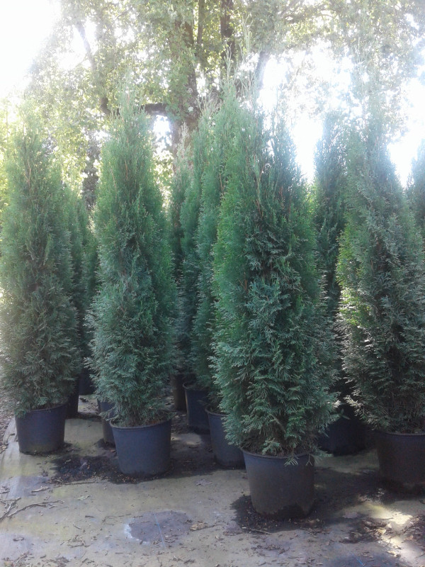 Emerald Cedar Trees(Potted) (5 - 6') in Plants, Fertilizer & Soil in Chilliwack - Image 2