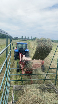 Small square hay bales 2023, 2500 available