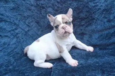 French Bulldog Puppies, View more