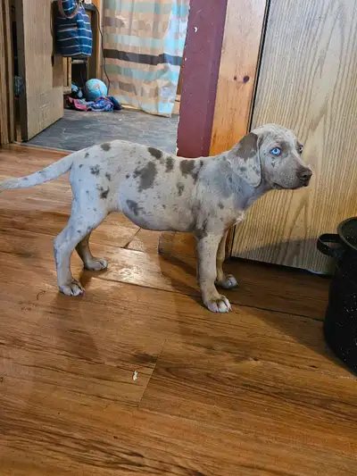 2 females and a male, both parents are health tested, Dad has hips and elbows Ofa tested. Hips are e...
