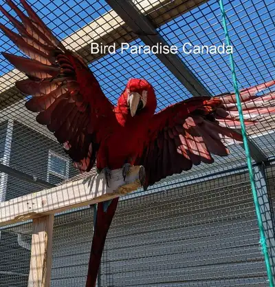 GreenWing Macaw - Male
