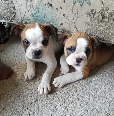 Boston and Mini Bulldog puppies, View more