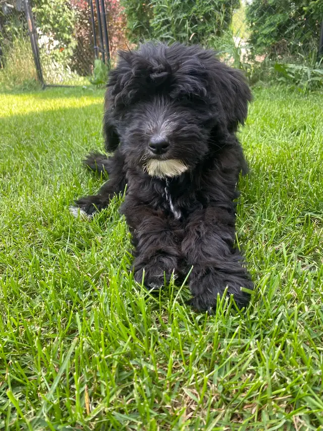 2 pups left!!  F2  Bernsheedoodle puppies in Dogs & Puppies for Rehoming in Strathcona County - Image 3