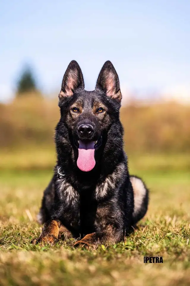 German Shepherd Puppy - CKC registered in Dogs & Puppies for Rehoming in Hamilton - Image 7