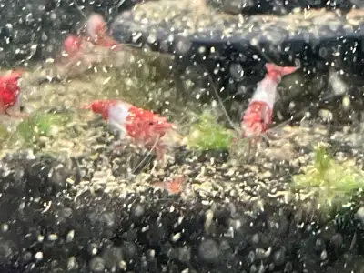 Red Rili Shrimp , View more