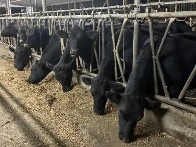 bred angus X heifers, View more