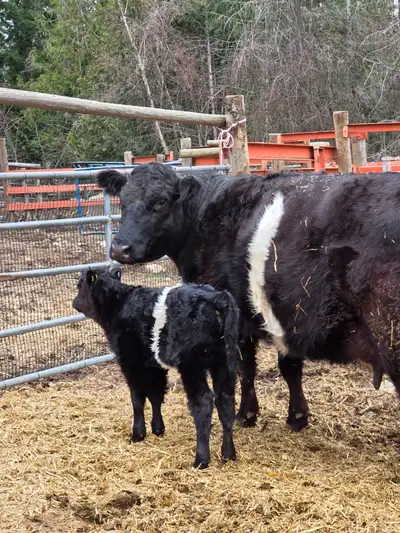 6 year old Belted Galloway/Angus 50/50 cross cow and 3/4 Belted Galloway 1/4 Angus calf born march 1...