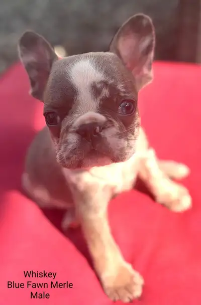 French Bulldog Puppies *ckc registered*, View more