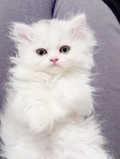 Deux femelles et un mâle, tous sont les chatons britanniques de 2 mois. Ils ont tous une personnalit...