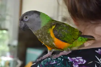 Senegal Parrot for Rehoming, View more