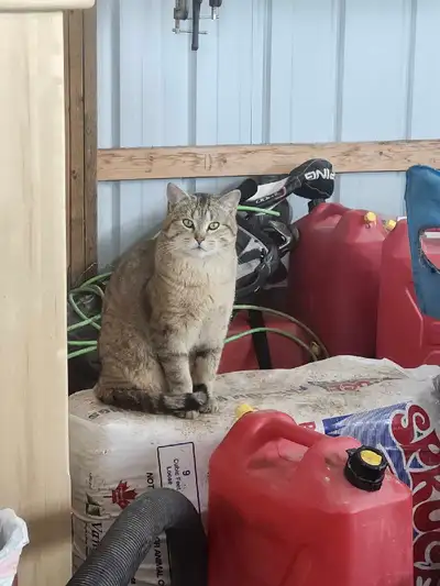 Urgent!  Too many cats!  Will deliver all over., View more