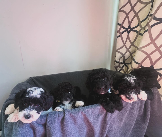 Miniature Goldendoodle Puppies Available! in Dogs & Puppies for Rehoming in Edmonton - Image 2