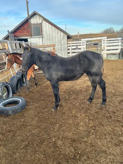 Percheron cross filly , View more