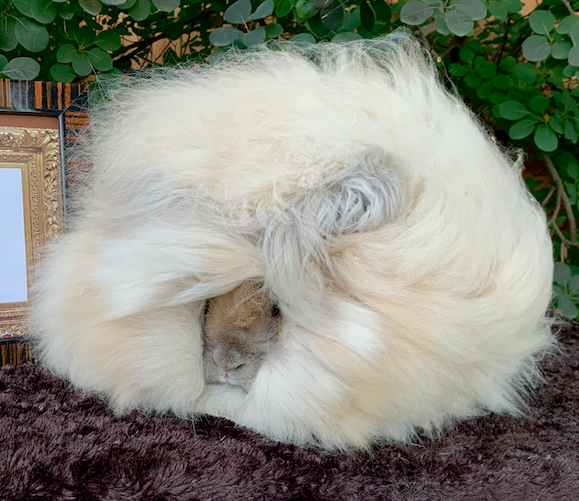 English and Satin Angora Rabbits in Small Animals for Rehoming in City of Toronto - Image 2