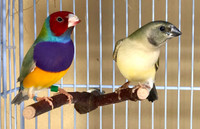 Juvenile LADY GOULDIAN FINCHES just coming in colours READYtoGO