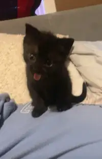 Cute Female Black Kitten