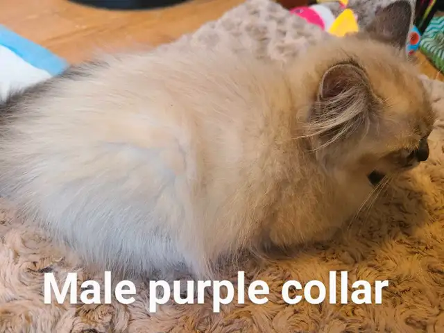 ADORABLE NEVA MASQUERADE SIBERIAN KITTENS