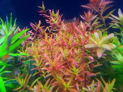 Rotala rotundifolia aquarium plant, View more