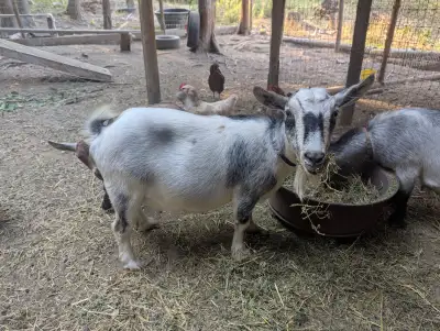 Nigerian Dwarf does in milk, View more
