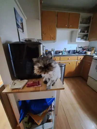 je la vend car je déménage ses une chatte super gentille douce calme elle est habituer avec d'autre...