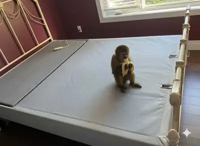 temperpedic powered box spring bed frame, View more