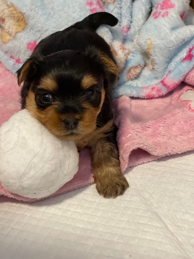 2 Yorkie puppies available Dogs & Puppies for Rehoming Winnipeg