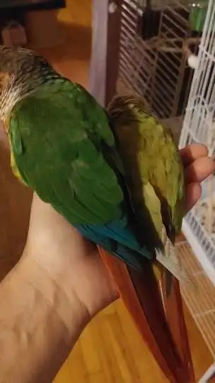 Price reduced: Pair of bonded Conure for only 620$ both almost 2.5 years old no cage, just the coupl...