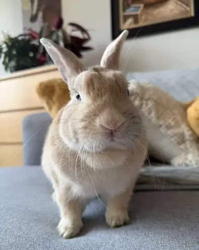 I want to sell 2 bunnies. They are very nice and friendly. Both of them are 50$ each. Anybody intere...