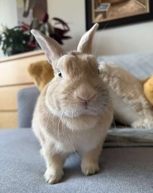 Bonded pair sweet bunnies in Other in Mississauga / Peel Region - Image 2