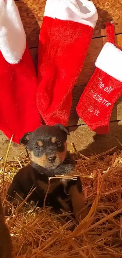 1 Rottweiler puppy left!, View more