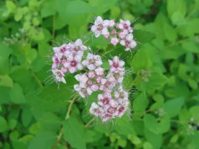FREE spirea shrub, View more