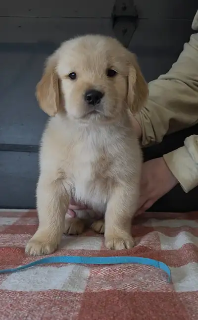 Ckc Registered Golden Retriever puppies, View more