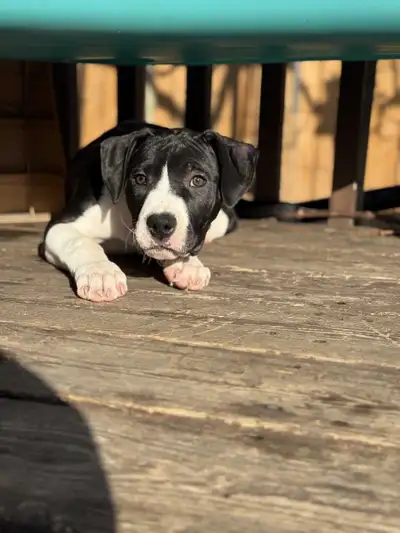 Puppies available, View more