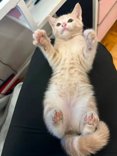 (version francaise plus bas) Female kitten she’s is very sweet and playfull. She comes with a crate,...