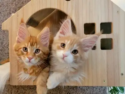 Maine Coon kittens available, purebred, View more