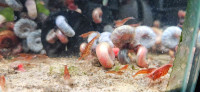 Cherry shrimps