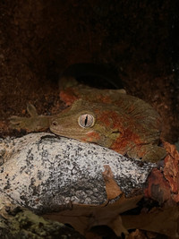 Mainland Chahoua Gecko