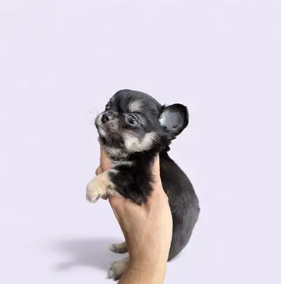 Cobby Body and Apple Head Chihuahua puppies SH and LH, View more