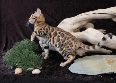 Three very beautiful Bengal kittens for sale. One male and 2 females they are well socialized and fu...