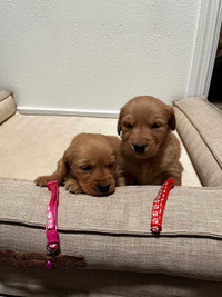 Beautiful Golden Retriver Puppies