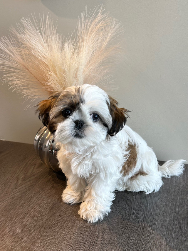 SOLD-❤️ TINY RARE Girl Shih Tzu ❤️  in Dogs & Puppies for Rehoming in Winnipeg - Image 2