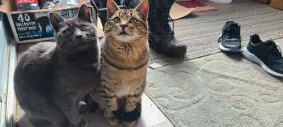 1 year old cats, View more