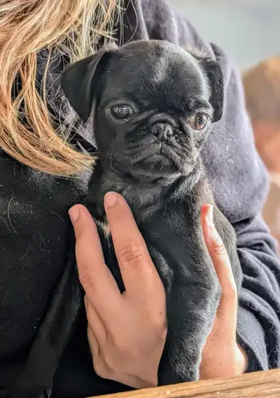 Home Quality Purebred  Pugs AVAILABLE NOW!, View more
