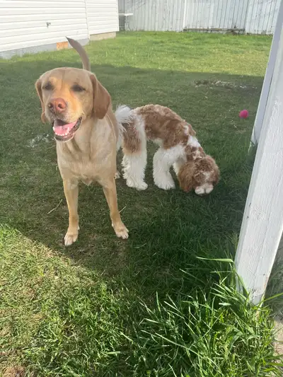 Loving Dog Home Boarding in Edmonton, View more