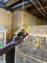 English budgie babies available for $120 each
