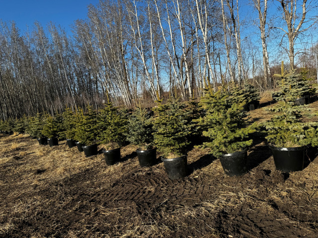 Blue Spruce Trees for sale  in Plants, Fertilizer & Soil in La Ronge - Image 3