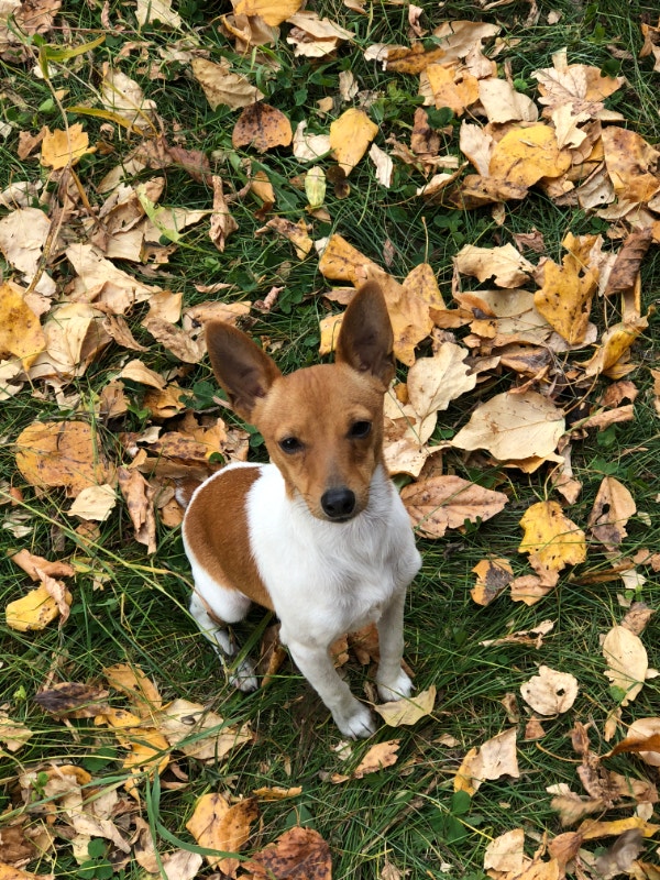 Reg'd TayField Toy Fox Terriers Dogs & Puppies for Rehoming