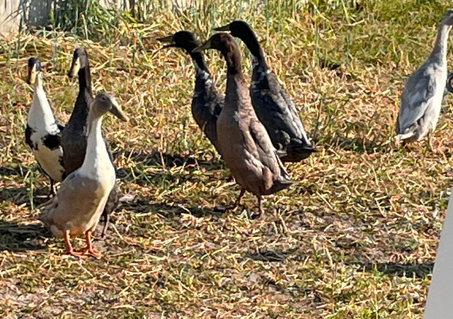 Mâles coureur Indien canards dans Animaux de ferme  à Drummondville