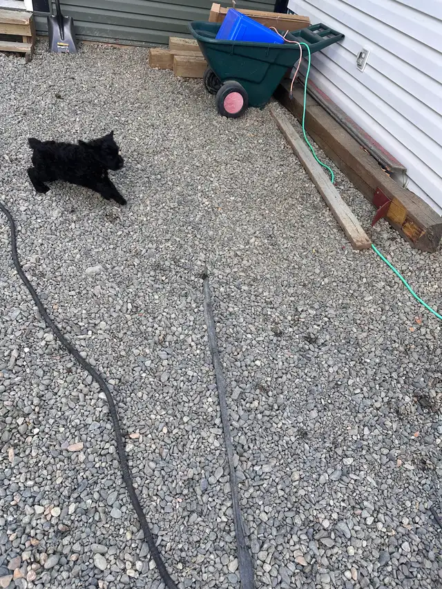 Male Bouvier puppy for sale non shedding  1500 in Dogs & Puppies for Rehoming in Whitehorse - Image 3