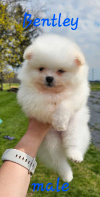 Canadian Kennel Club registered Pomeranian pups available!